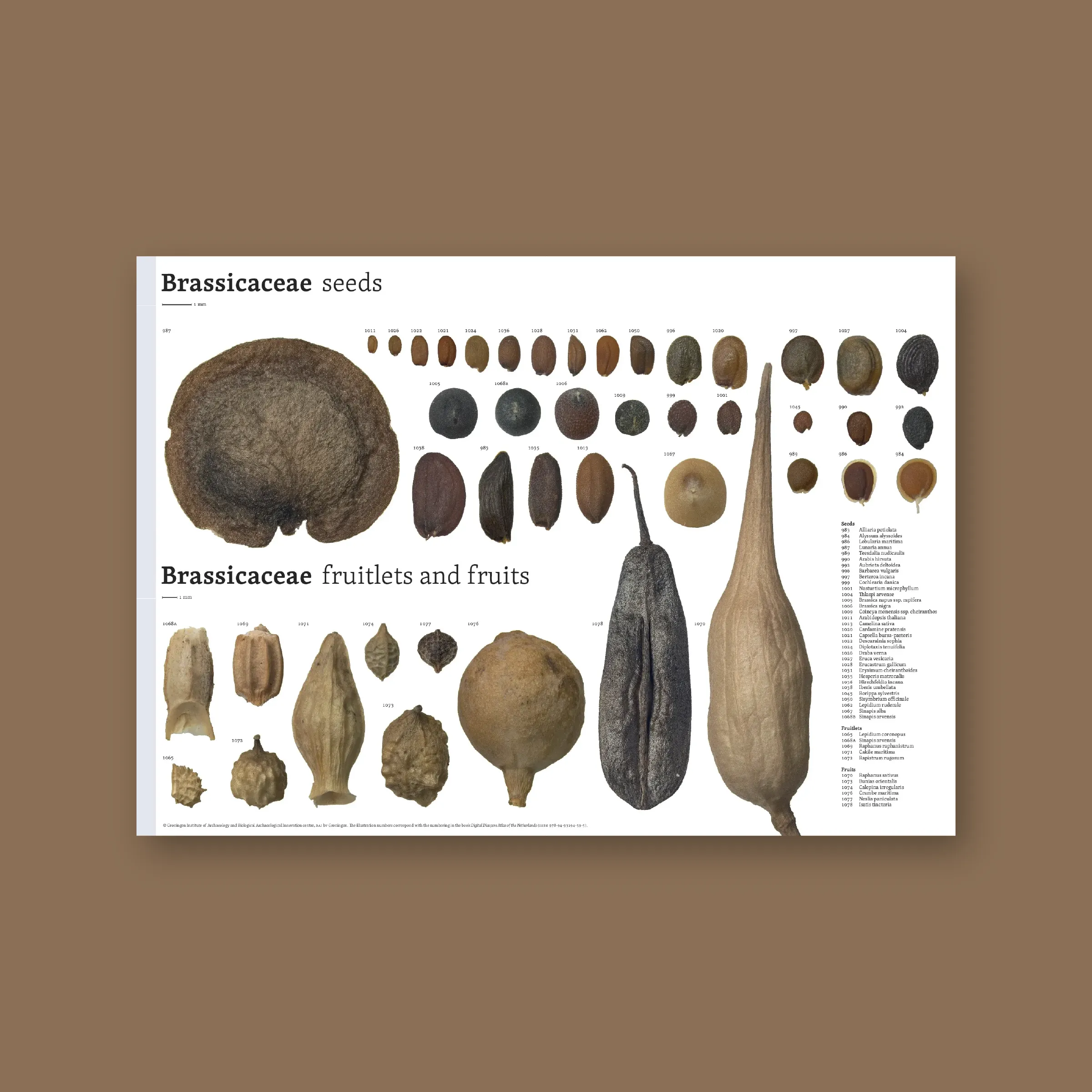 Reeks van 14 family overview-posters van Nederlandse diasporen